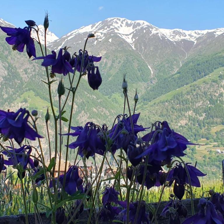 Chalet Schneevogul - Appartamento con 2 Camere da Letto - 23