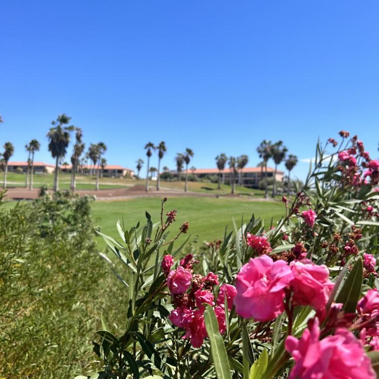 Pool view apt in Ocean Golf CC K118 - Apartamento con vistas a la piscina - 16