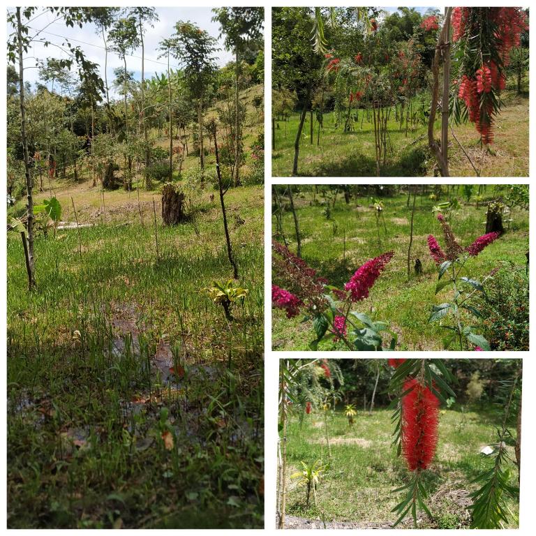 San José de las bromelias - Apartamento de 1 dormitorio - 15