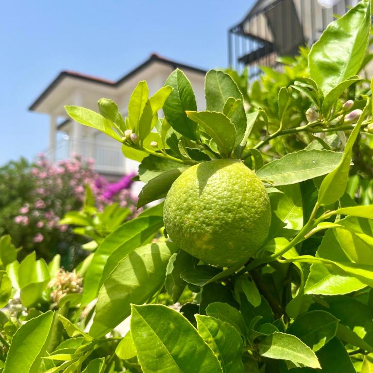 Hida Ile apartments - Apartman sa 2 Spavaće Sobe - 15