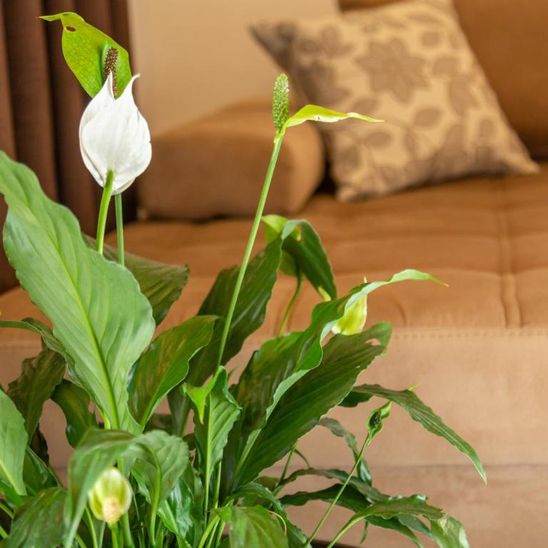 Apartments Milla - Apartman sa 1 Spavaćom Sobom - 26