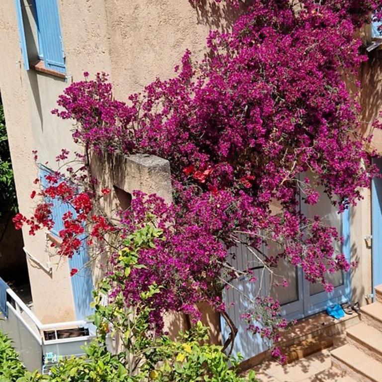 Appartement Hyères : 2 pièces, jardin privé, proche plage et port, WIFI, parking - FR-1-335-161 - Apartment - 13