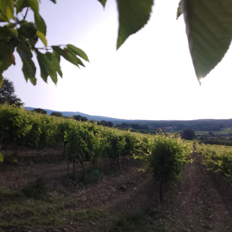 Les Gites du Mont Ventoux - Casa con 2 Camere da Letto - 44