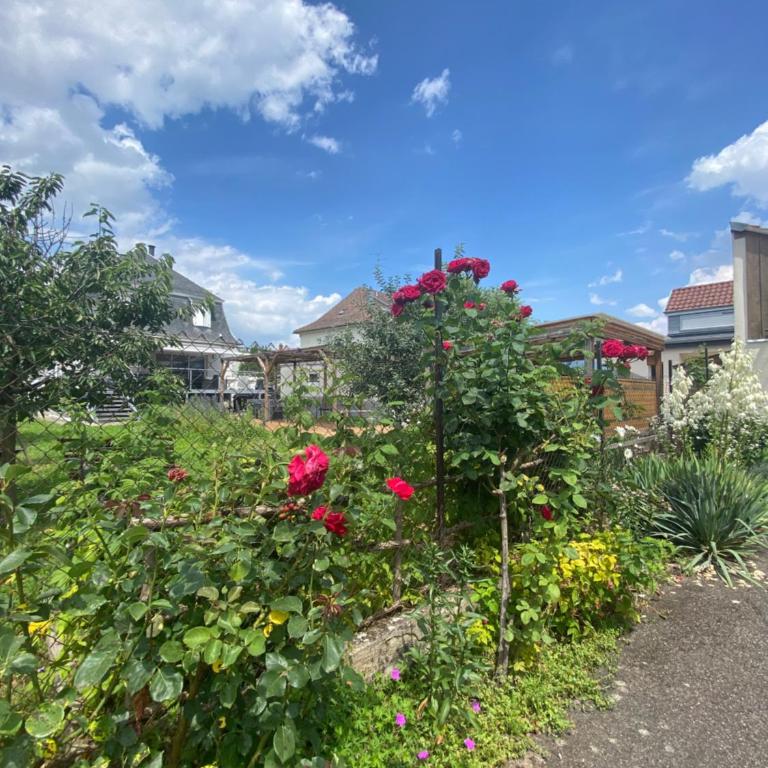 BookingAlsace - Maison Mittelharth Parking Jardin - Maison de Vacances - 48