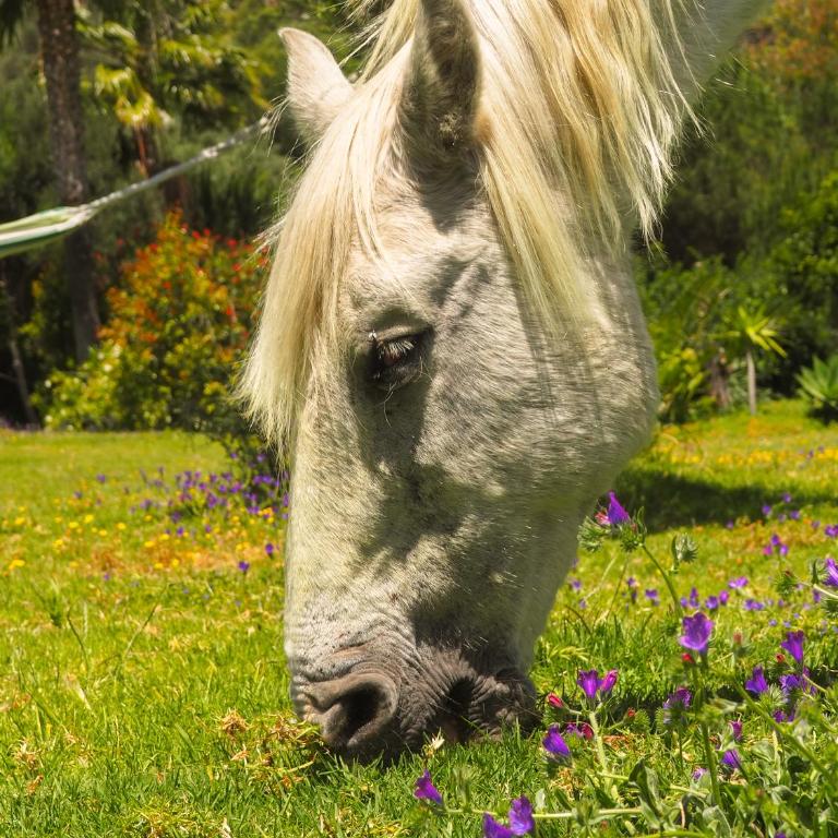 Villa Horses and Nature - Villa - 64