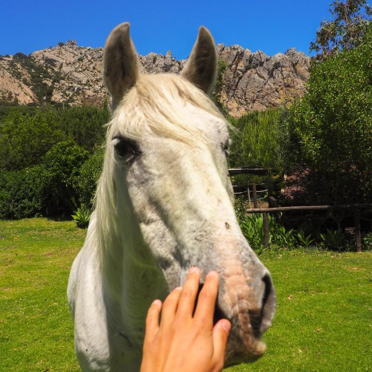 Villa Horses and Nature - Villa - 65