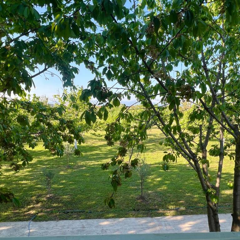 Tiny house 1 - Imanje Terzic - One-Bedroom Apartment - 30