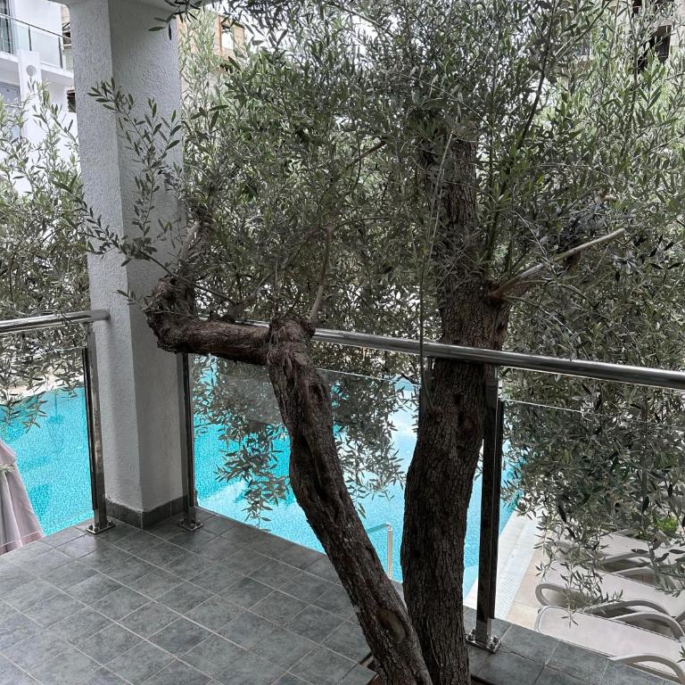 Vile Oliva Hotel & Resort - Standard Double or Twin Room - 2