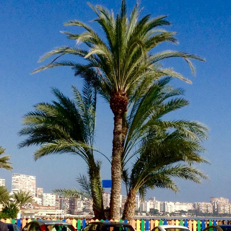 Apartamento Torre Alacant - Apartamento de 3 dormitorios - 35