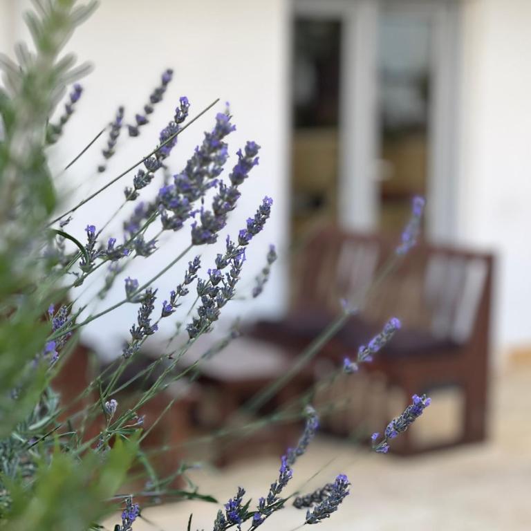 Sirena Marta - Apartman - Prizemlje - 5