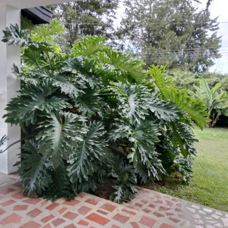 Hermosa Villa La Laja Rionegro - Villa - 49