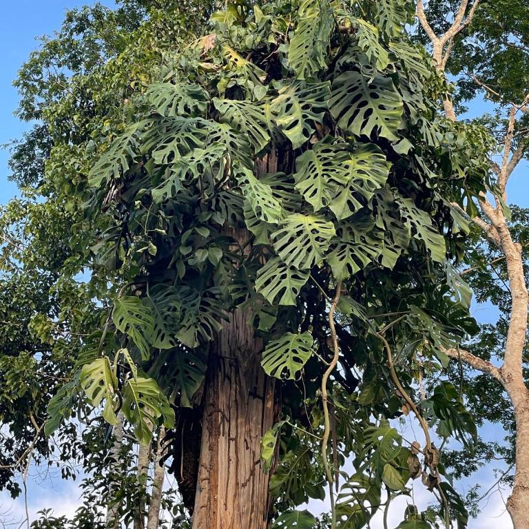 Sacha Wasi Eco-Condominium - Two-Bedroom Chalet - 5