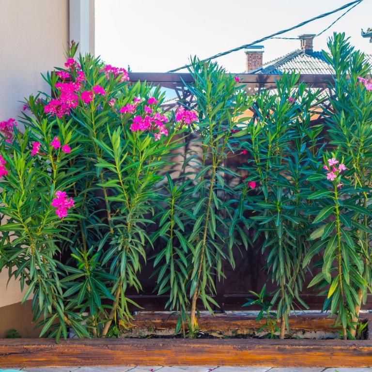 Villa Mira - with private pool - Two-Bedroom Apartment with Private Pool - 45