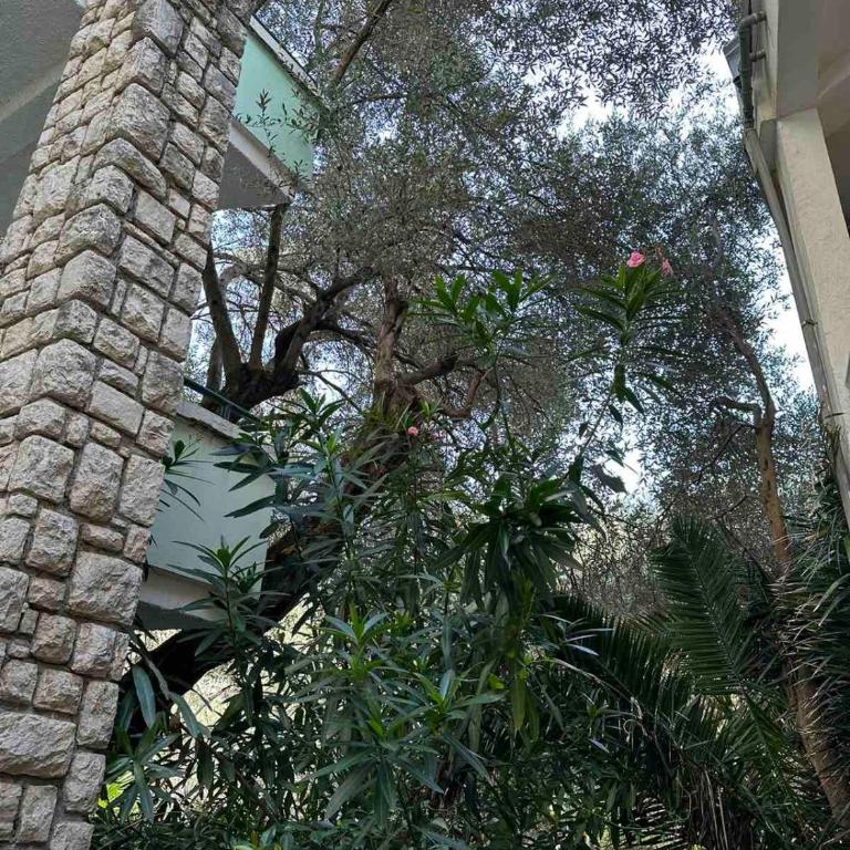 Apartment Oliva, Rafailovici - One-Bedroom Apartment - 5