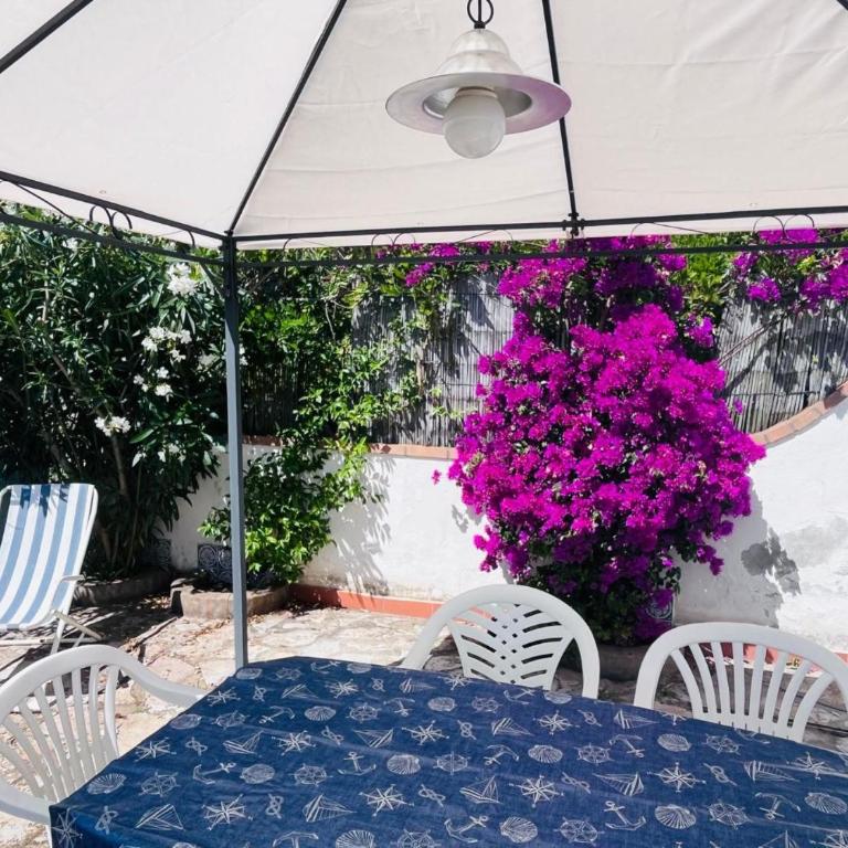 Giglio D'Oro - Elba Affitti - Appartamento con 1 Camera da Letto - 13
