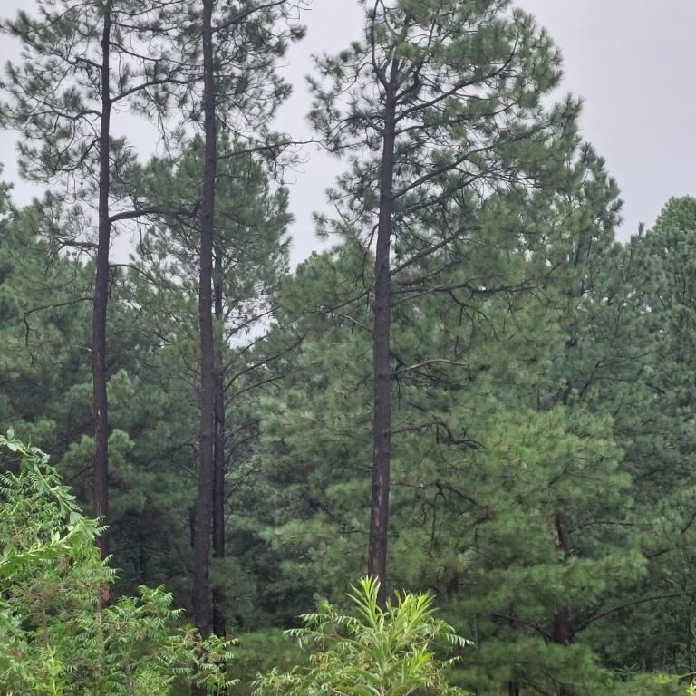 Espejo de Hadas - Terrafirme - Chalet de 1 dormitorio - 28