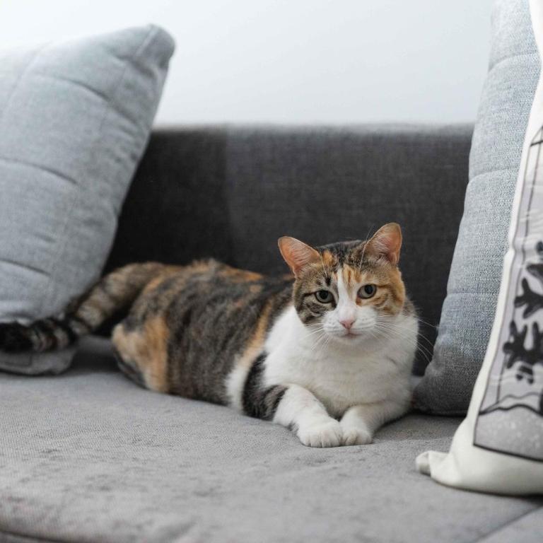 Il gatto Franco - Appartamento con 1 Camera da Letto - 15