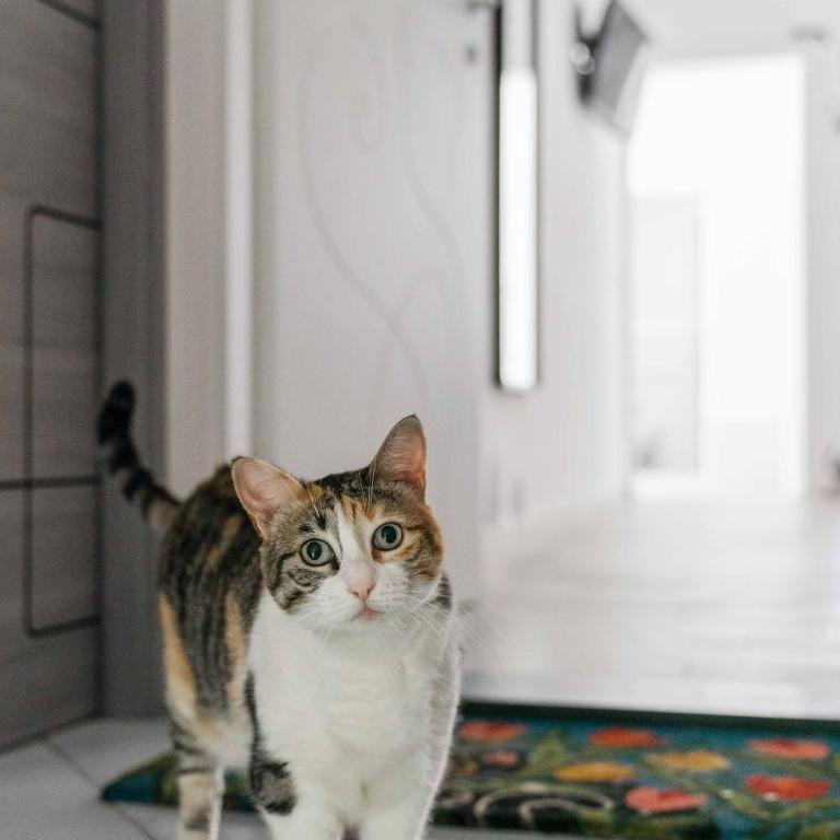 Il gatto Franco - Appartamento con 1 Camera da Letto - 1