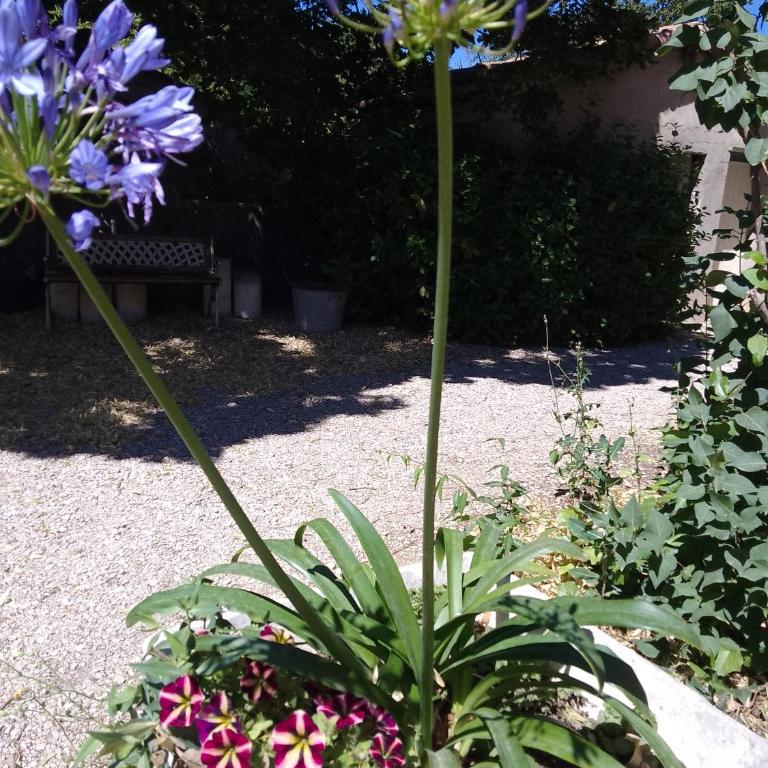Les Gites du Mont Ventoux - Casa con 2 Camere da Letto - 31