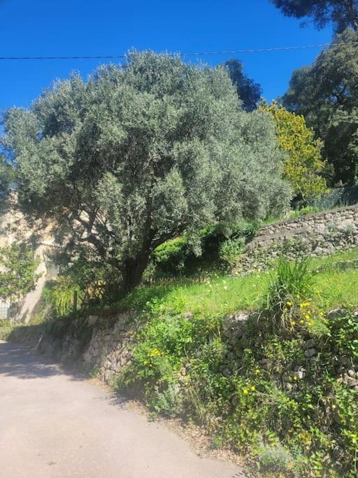 Le Mas Les Salamandres - Villa - 19