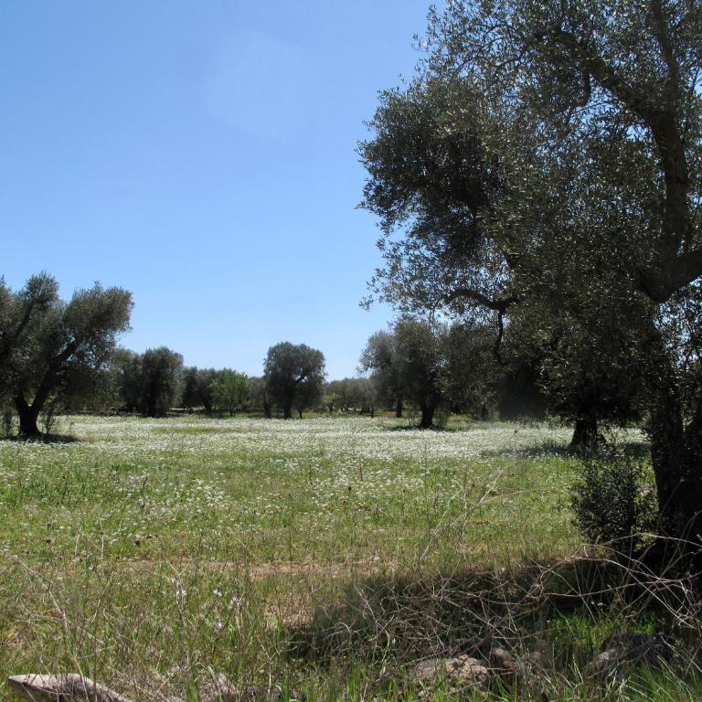 Trullo Joy - One-Bedroom Apartment - 33