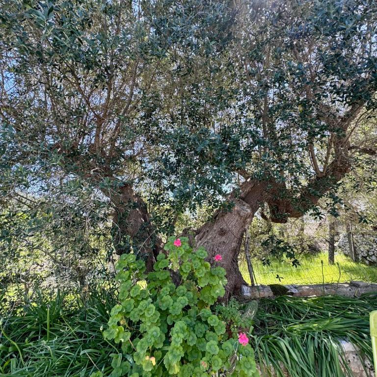 Trullo Joy - One-Bedroom Apartment - 21