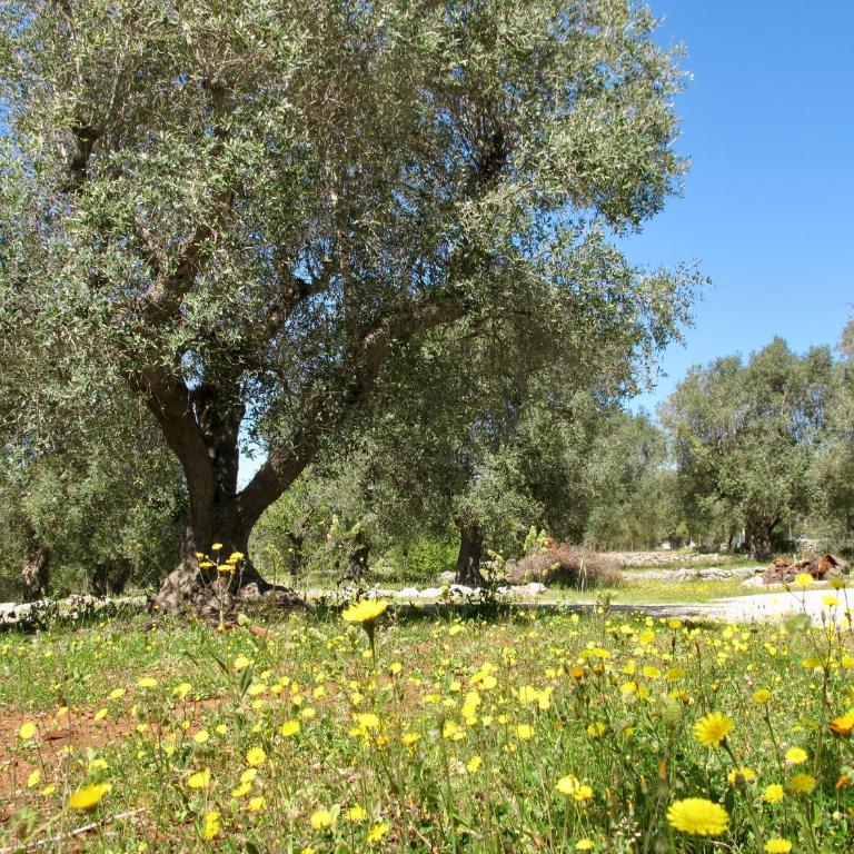 Trullo Joy - One-Bedroom Apartment - 34
