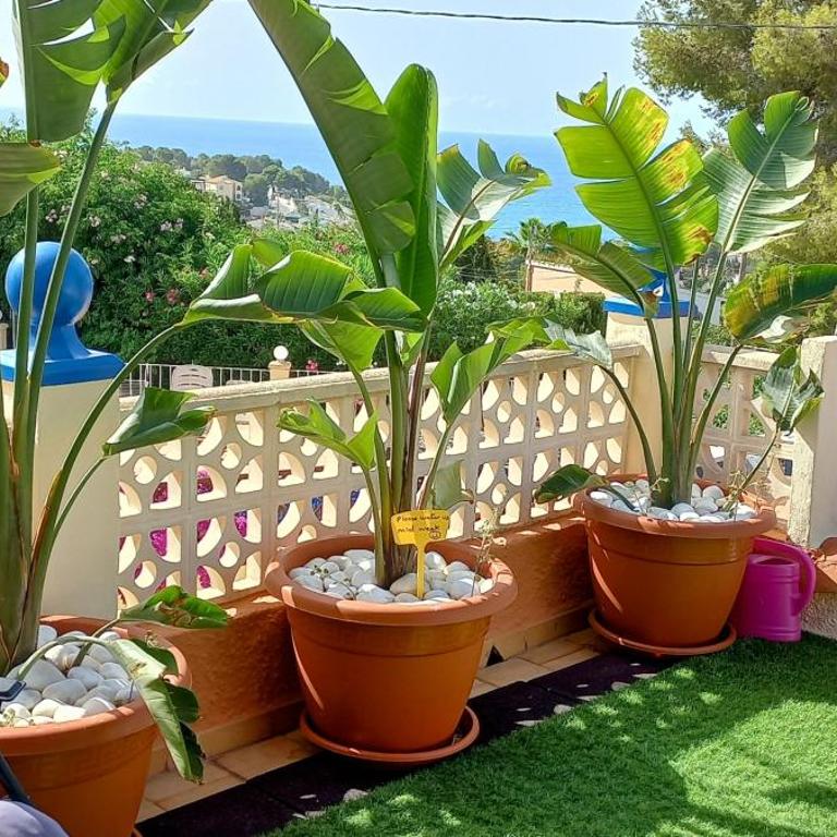 Villa Mimosa - Apartment - 9