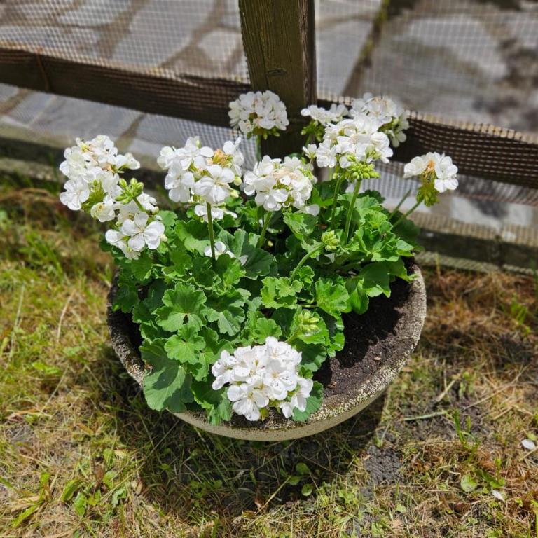 Accogliente Casa con Giardino - Appartamento con 1 Camera da Letto - 29
