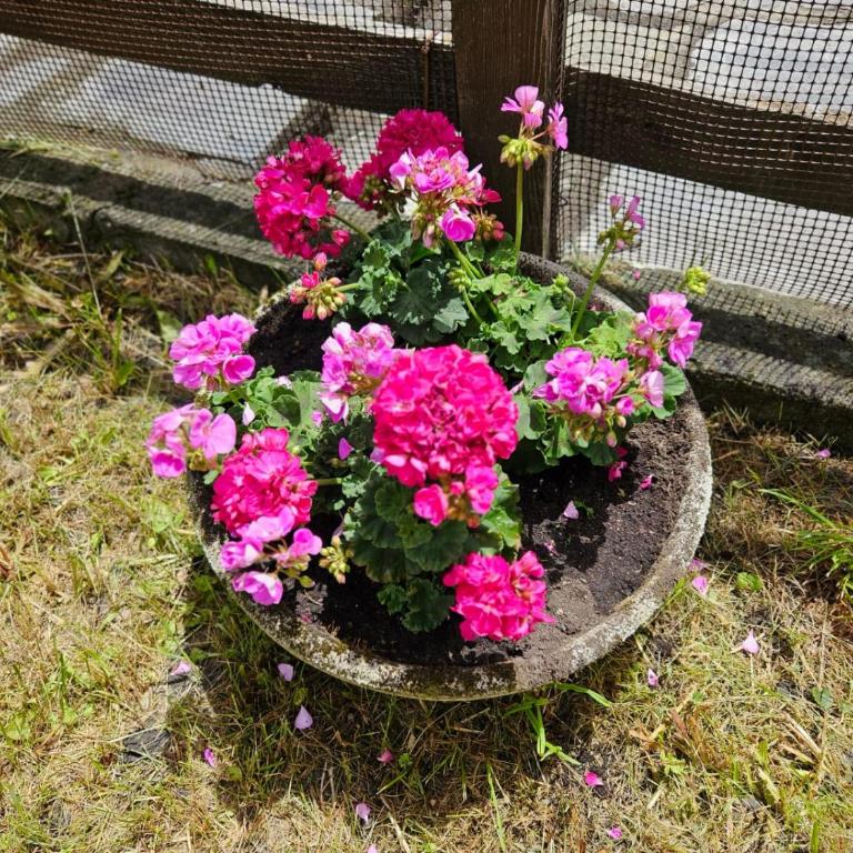 Accogliente Casa con Giardino - Appartamento con 1 Camera da Letto - 28