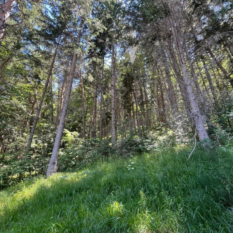 Chalet dans la verdure - Les Chapeliers - Chalet 2 Chambres - 10