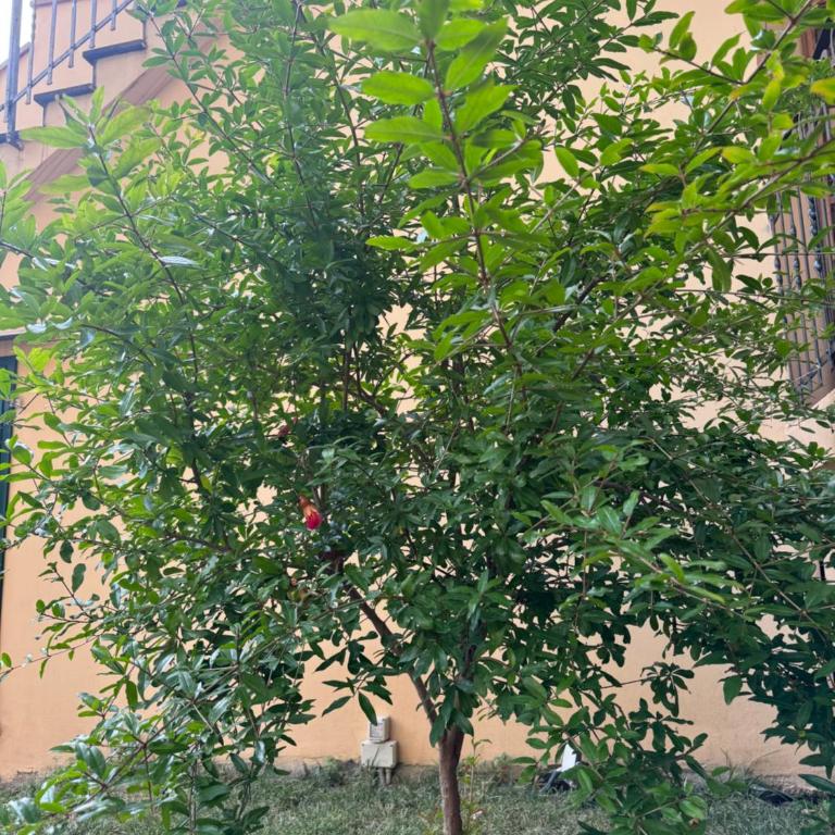 La casa di Grace - Appartamento con 1 Camera da Letto - 22