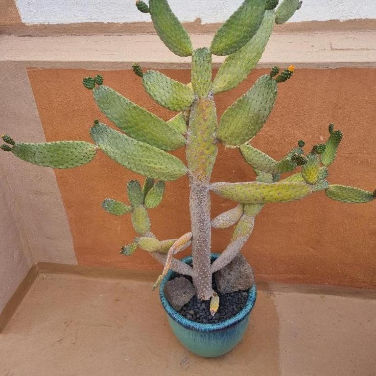 El Cotillo Tranquilidad,NearSea,Stylish,Well equipped - Apartamento de 1 dormitorio - 52