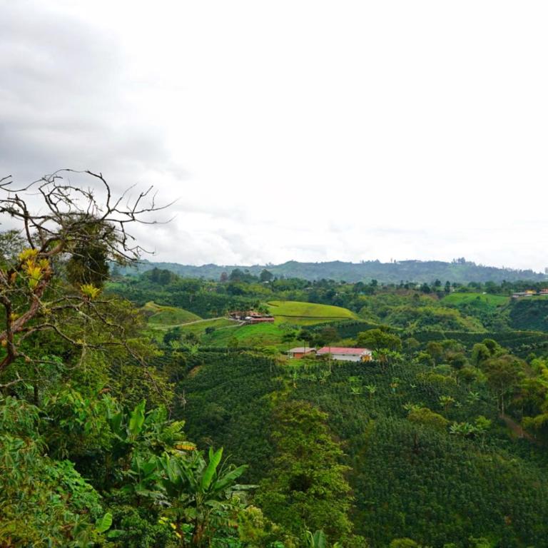 Hospedaje Mirador La Aurora Filandia - Suite - 2