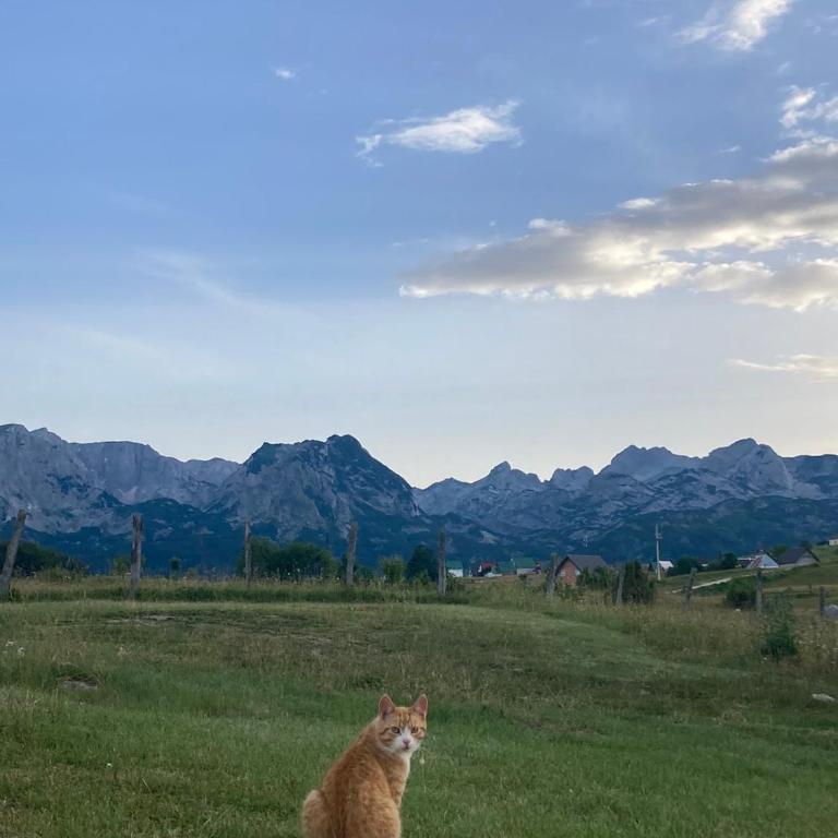 Guest House Nena - Four-Bedroom House - 7