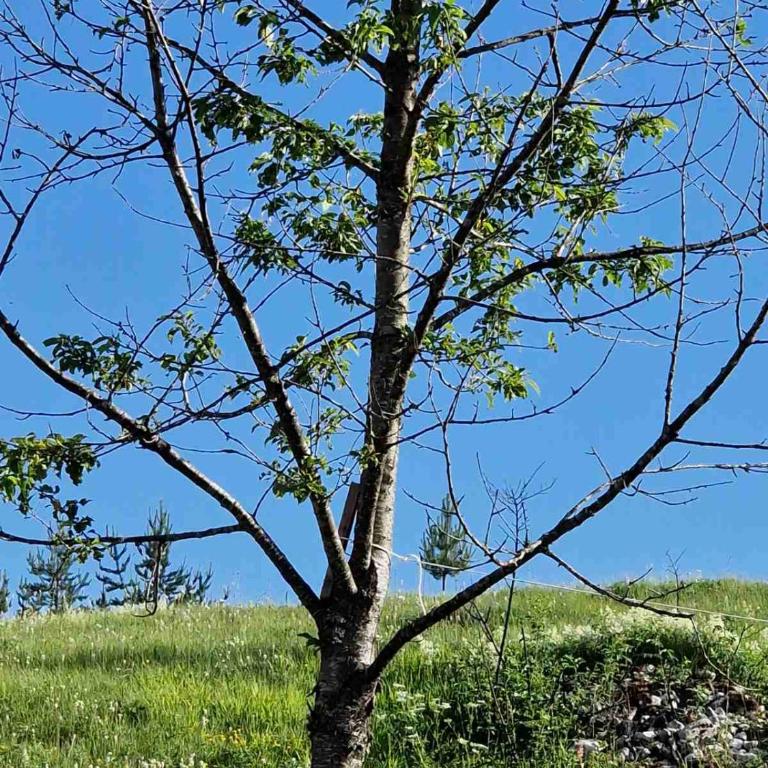 Konak Vrela Žabljak - Two-Bedroom Apartment - 10