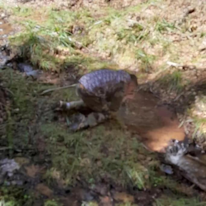 Koliba Ravna planina - Gradska Kuća sa 2 Spavaće Sobe - 28