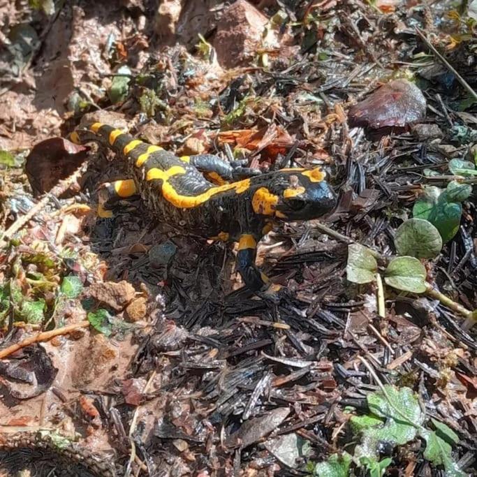 Koliba Ravna planina - Gradska Kuća sa 2 Spavaće Sobe - 27