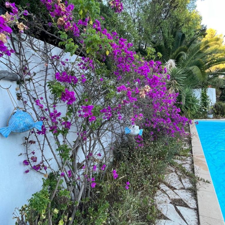Pleine vue mer - Villa - 47