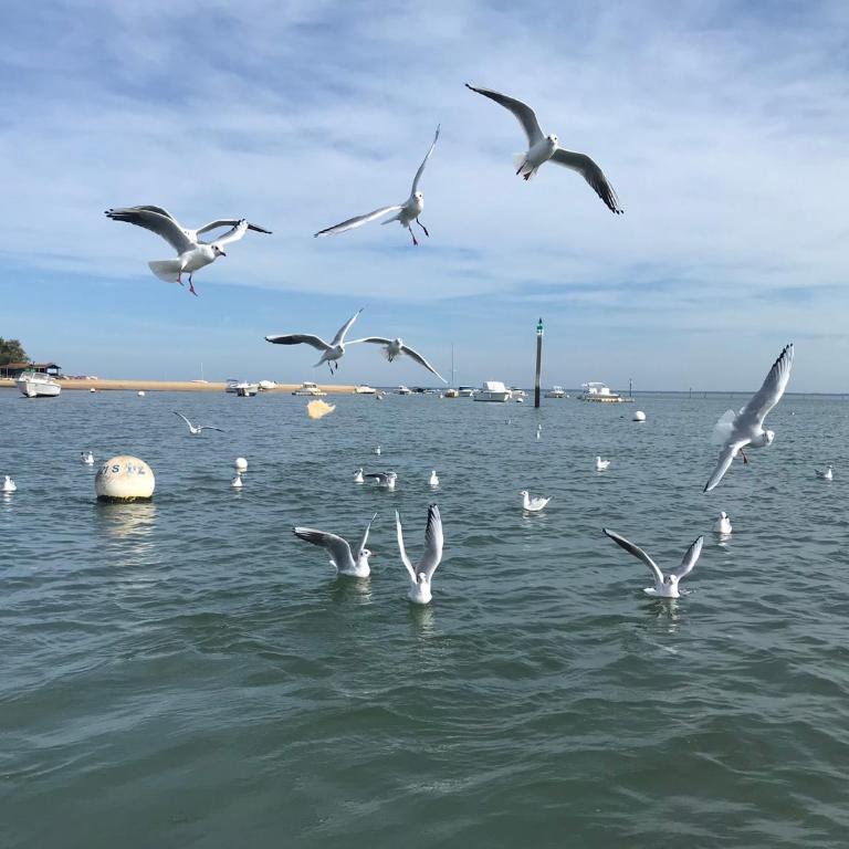 Aux pieds des plages, du port, de la piste cyclable et des commerces de proximité, un studio au dernier étage avec une vue panoramique sur le Bassin d'Arcachon, entièrement rénové, dans une résidence avec piscine - Studio with Balcony - 40