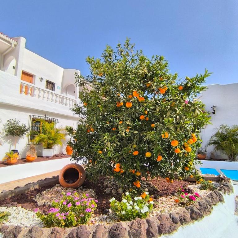 Los Cristianos - breathtaking view, AC, heated pool, fibre net - Apartamento Estudio con vistas al mar - 27