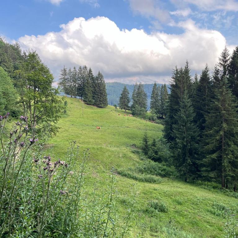 Siebenschläferhütte - Ferienhaus - 33