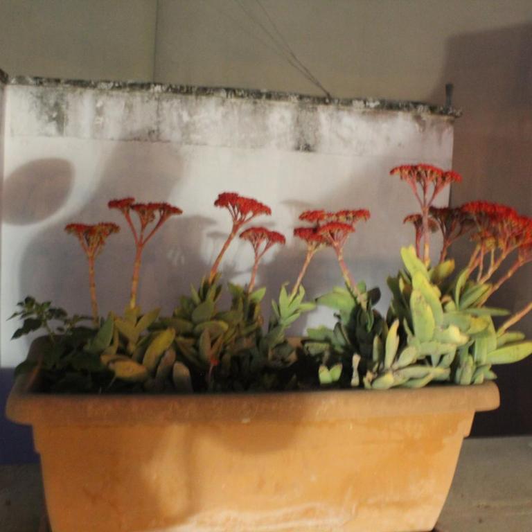 La Terrazza sul Tempio - Appartamento con 1 Camera da Letto - 42