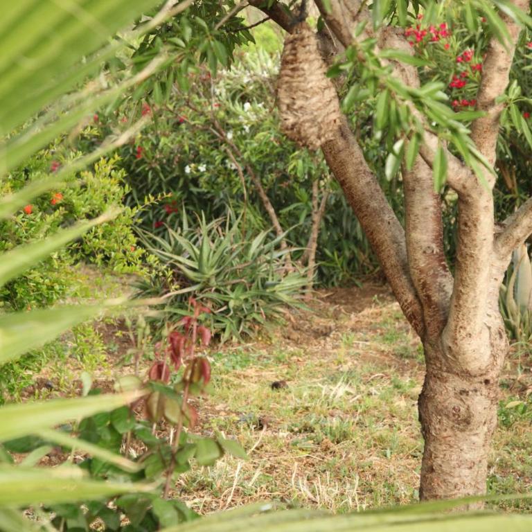 The Dragonfly Retreat - Villa Deluxe - 25