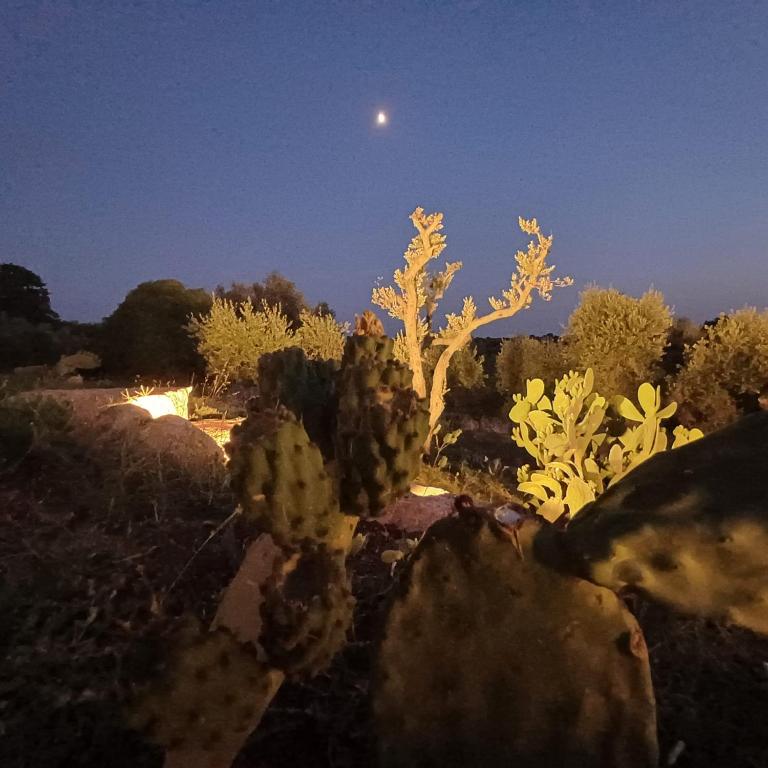 Trullo Terra Bianca - Villa - 45