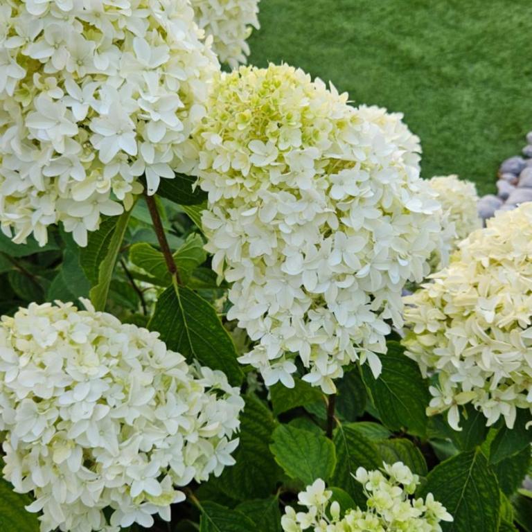 Maison Flo - Villa - Vue sur Jardin - 83