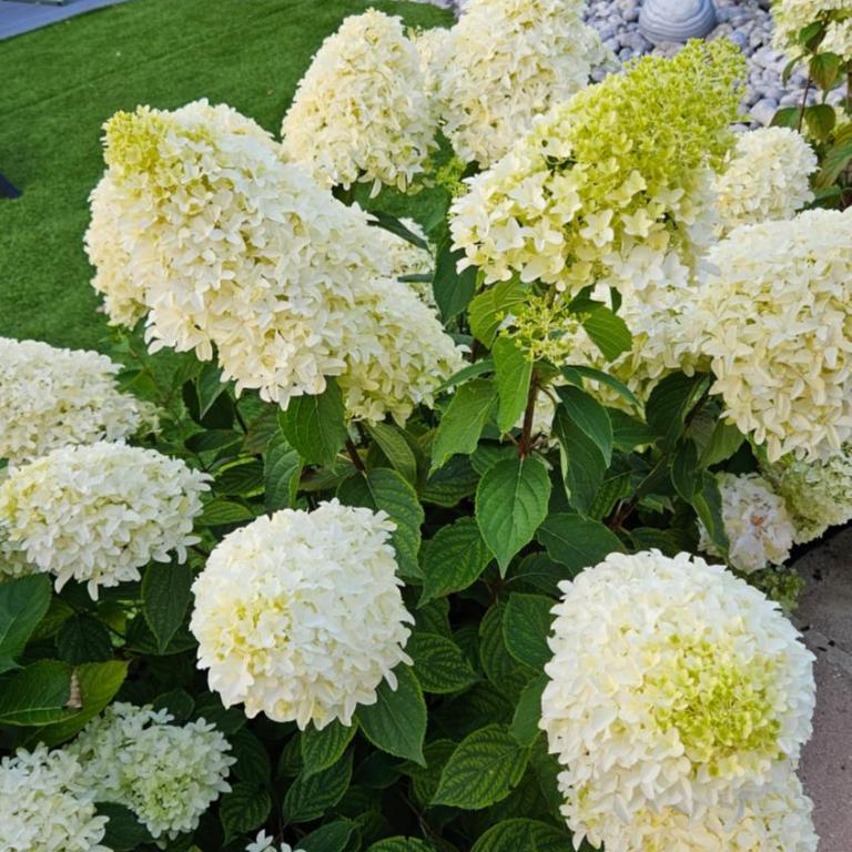 Maison Flo - Villa - Vue sur Jardin - 84