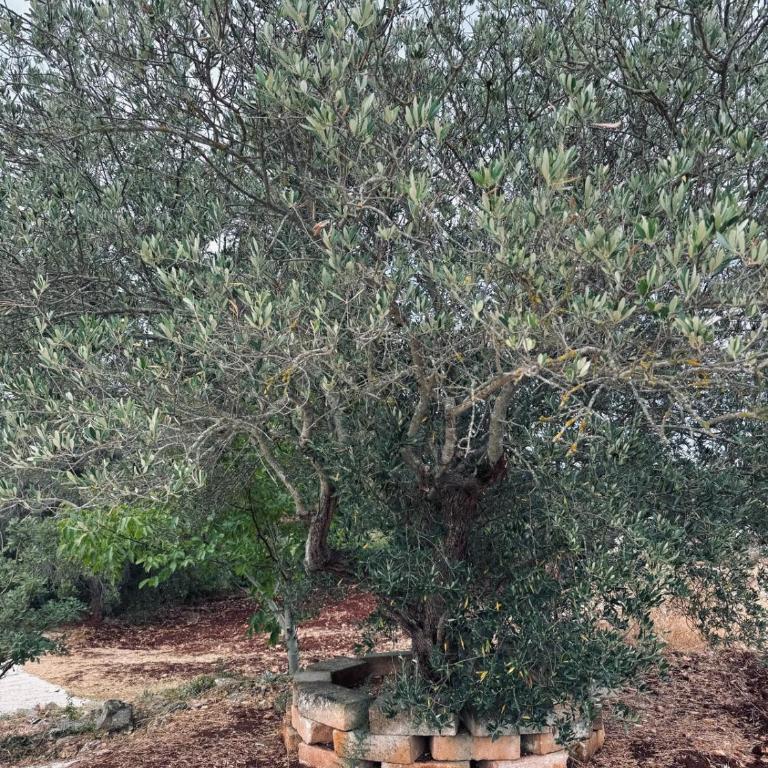 Trulli Camaris - Casa Vacanze con 3 Camere da Letto - 32
