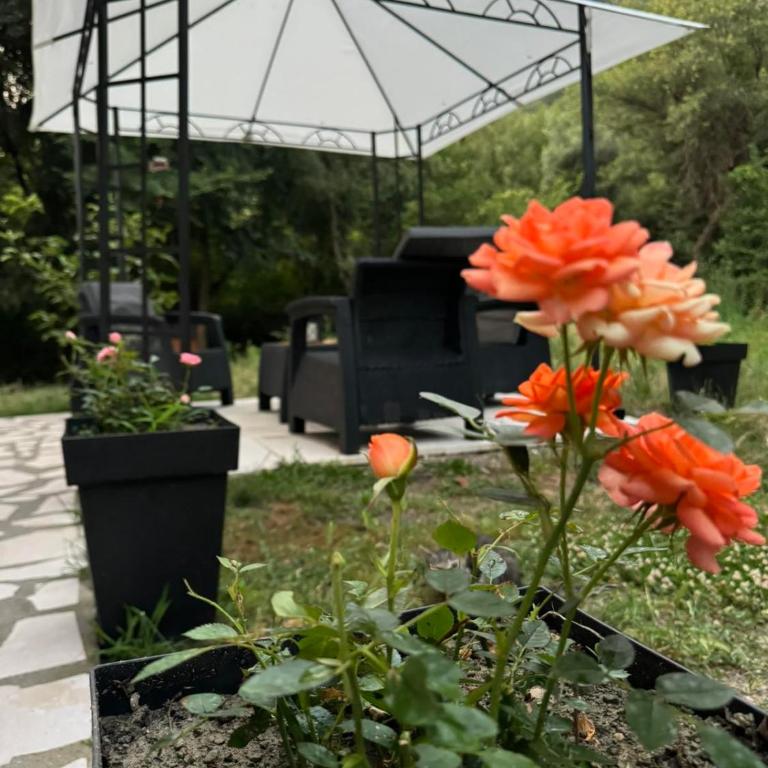 Oasis of peace - Apartman - 17