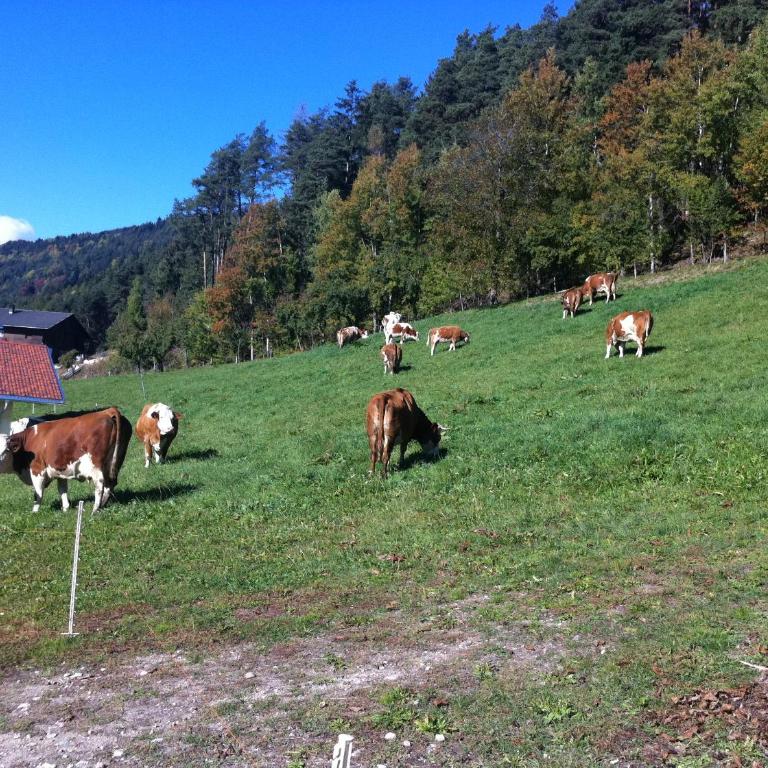 Appartament Eichnerhof - Appartamento con 2 Camere da Letto - 38